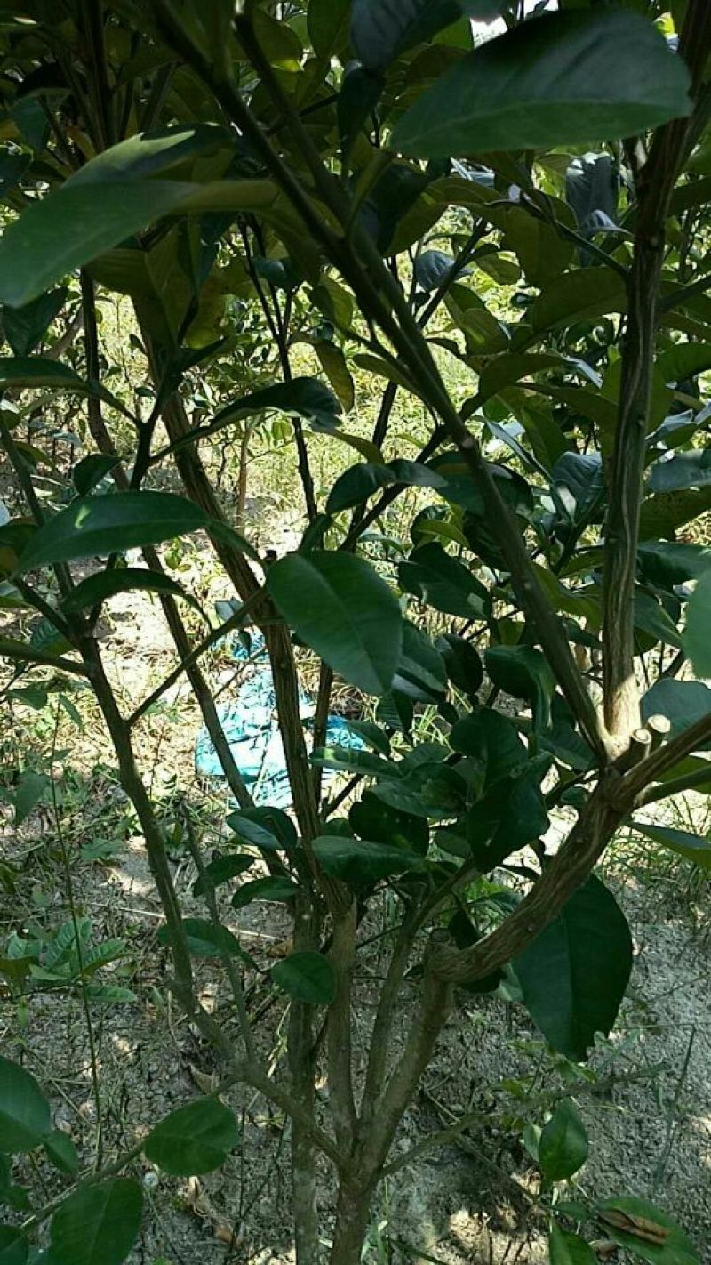 化橘红苗已经挂果的大苗