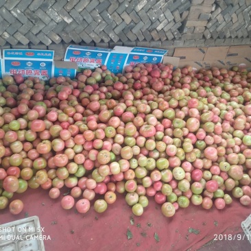 山西省长治市壶关精品旱地西红柿。口感好，价格合适。