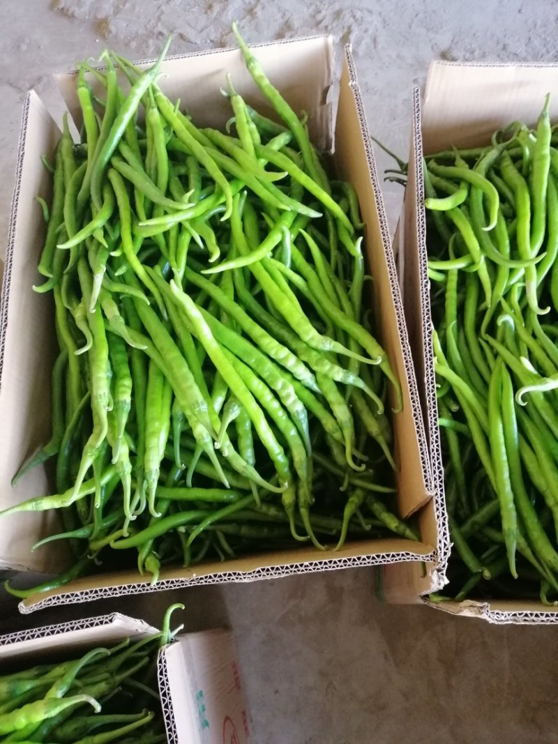 精品鲜辣椒，欢迎前来采购