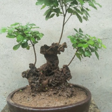 黄荆盆景
