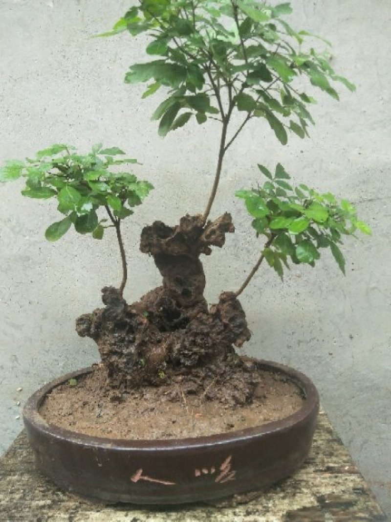 黄荆盆景