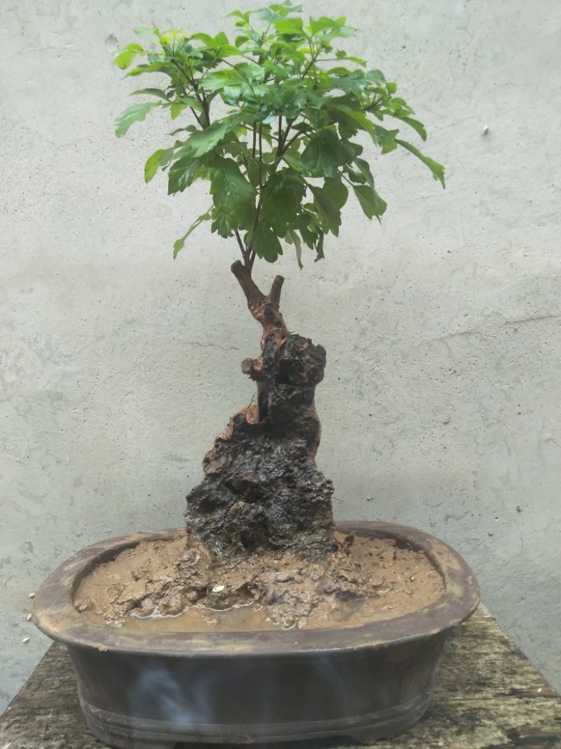 黄荆盆景