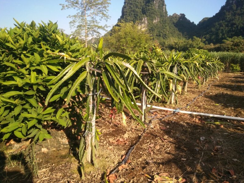 金都1号火龙果种苗