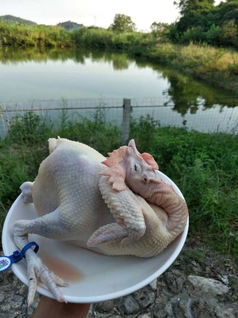 飞土鸡，最安全最好吃的鸡