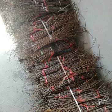 金蝉卵枝？质量保证，技术全包，可常年合作