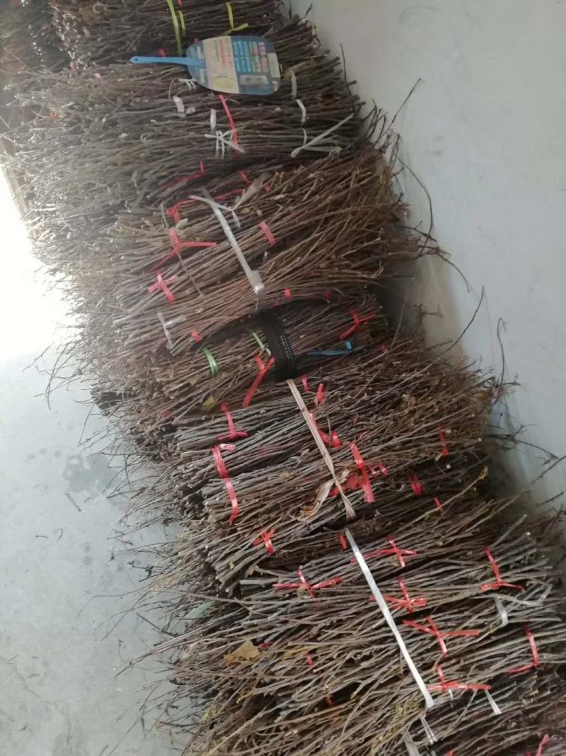 金蝉卵枝？质量保证，技术全包，可常年合作