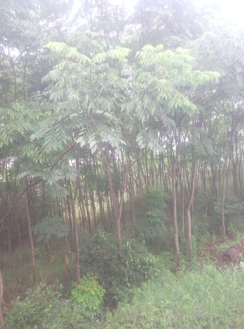 栾树