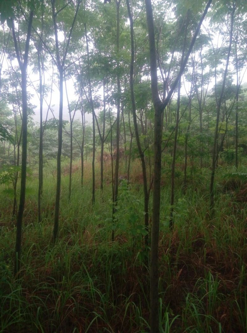 栾树