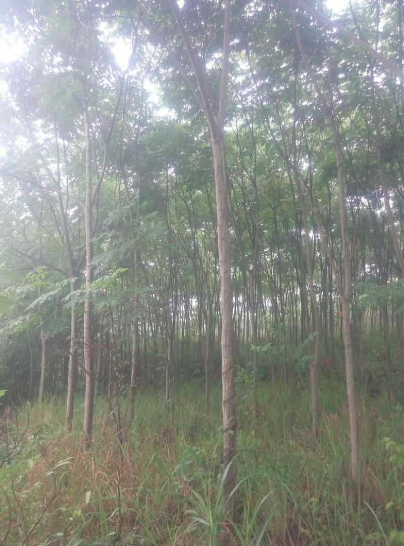 栾树
