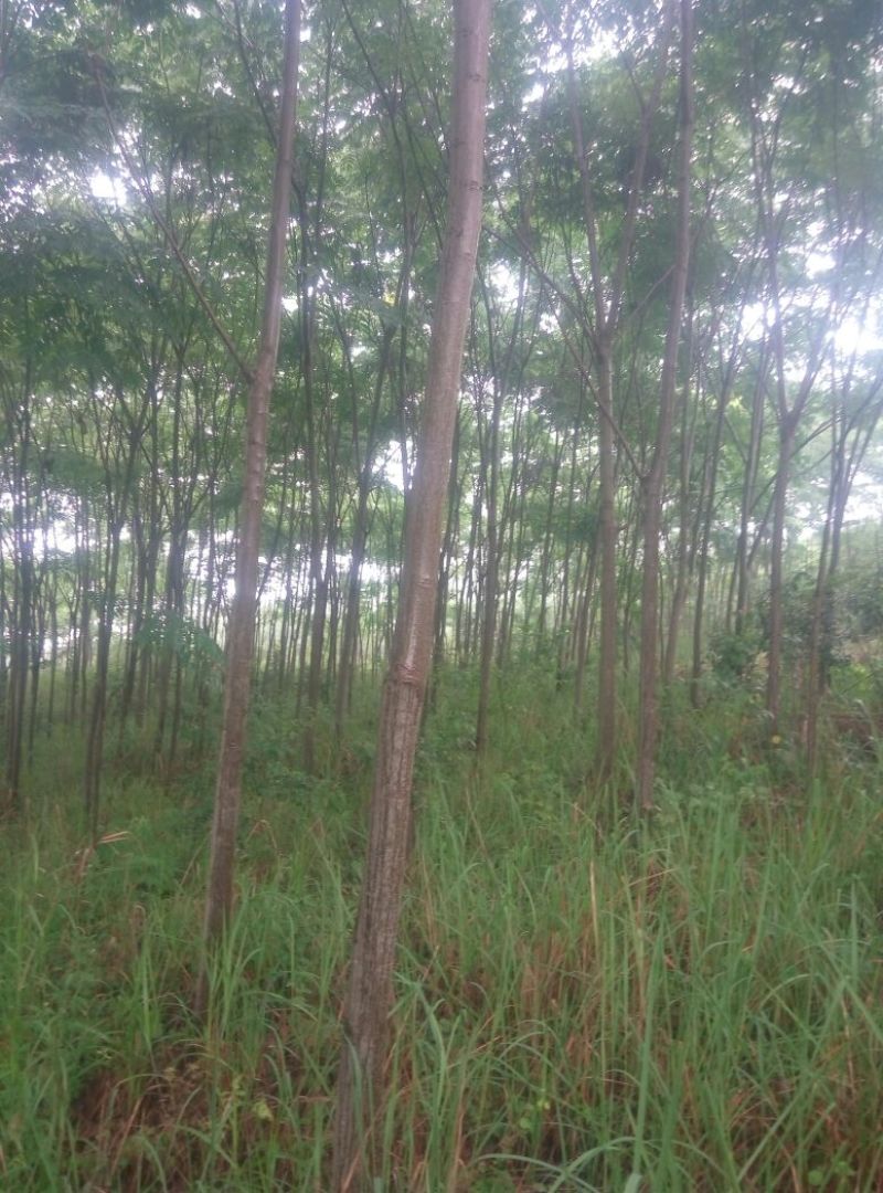 栾树