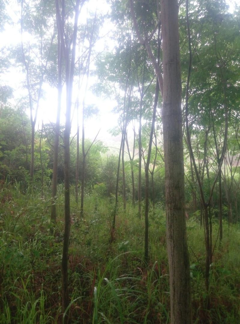 栾树