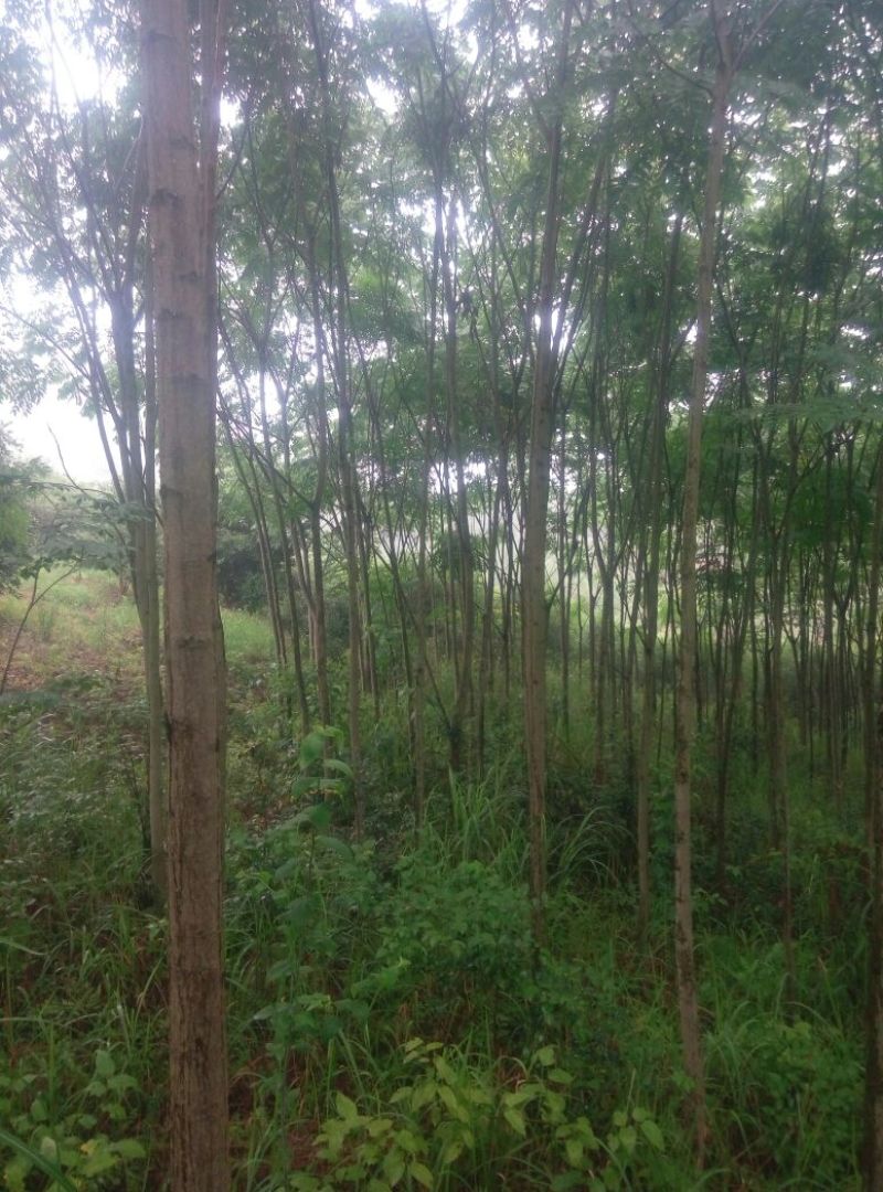 栾树