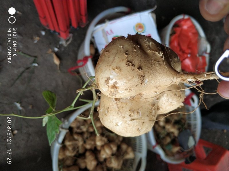 地萝卜