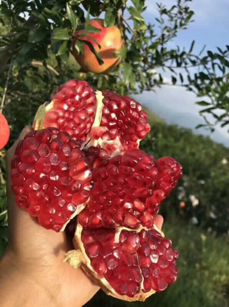 突尼斯🇹🇳软籽石榴实拍