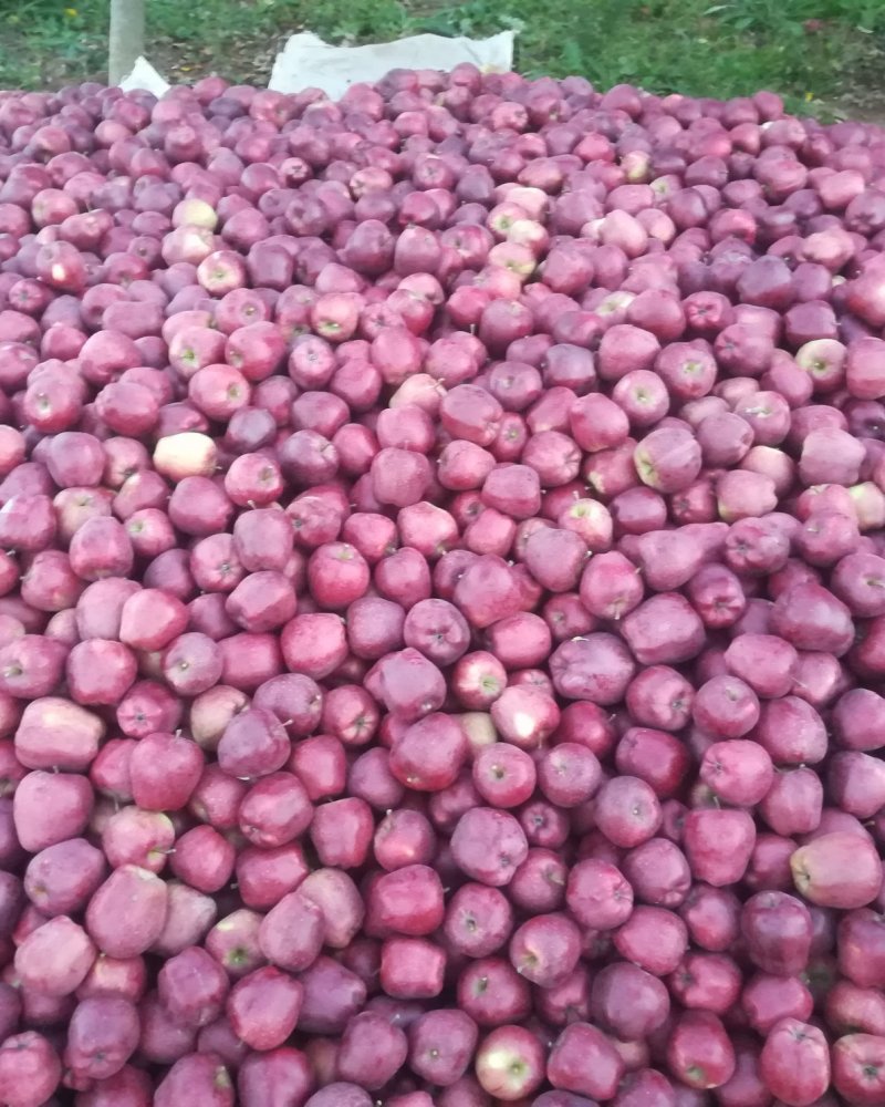 甘肃花牛🍎，已采摘需要的请联系