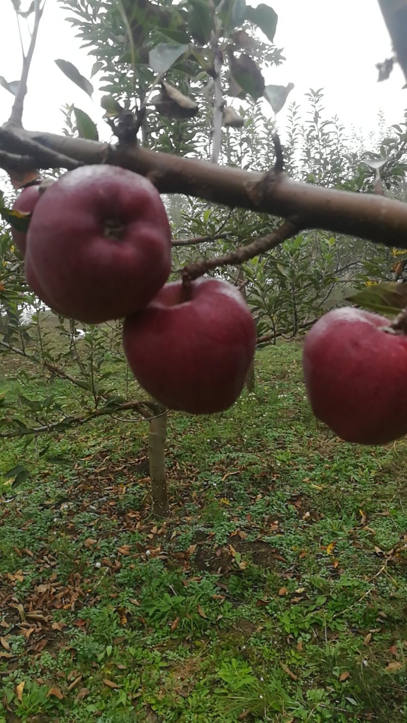 甘肃花牛🍎，已采摘需要的请联系