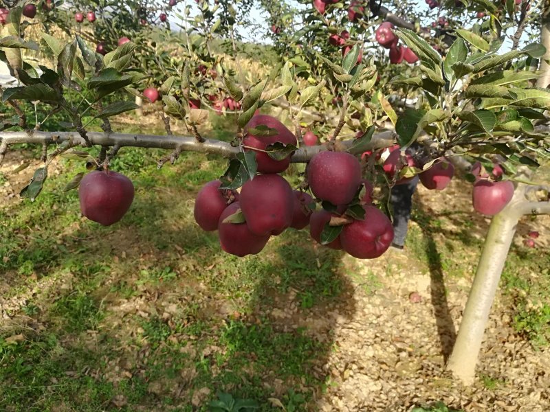 甘肃花牛🍎，已采摘需要的请联系