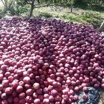 甘肃花牛🍎，已采摘需要的请联系