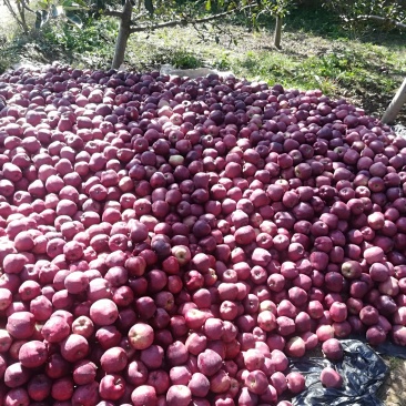 甘肃花牛🍎，已采摘需要的请联系