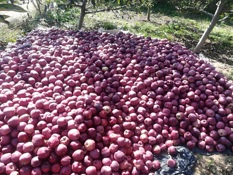 甘肃花牛🍎，已采摘需要的请联系
