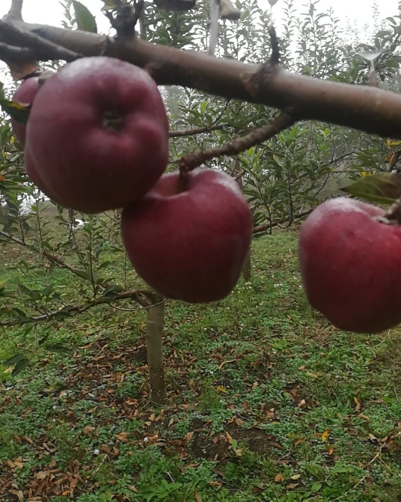 甘肃花牛🍎，已采摘需要的请联系