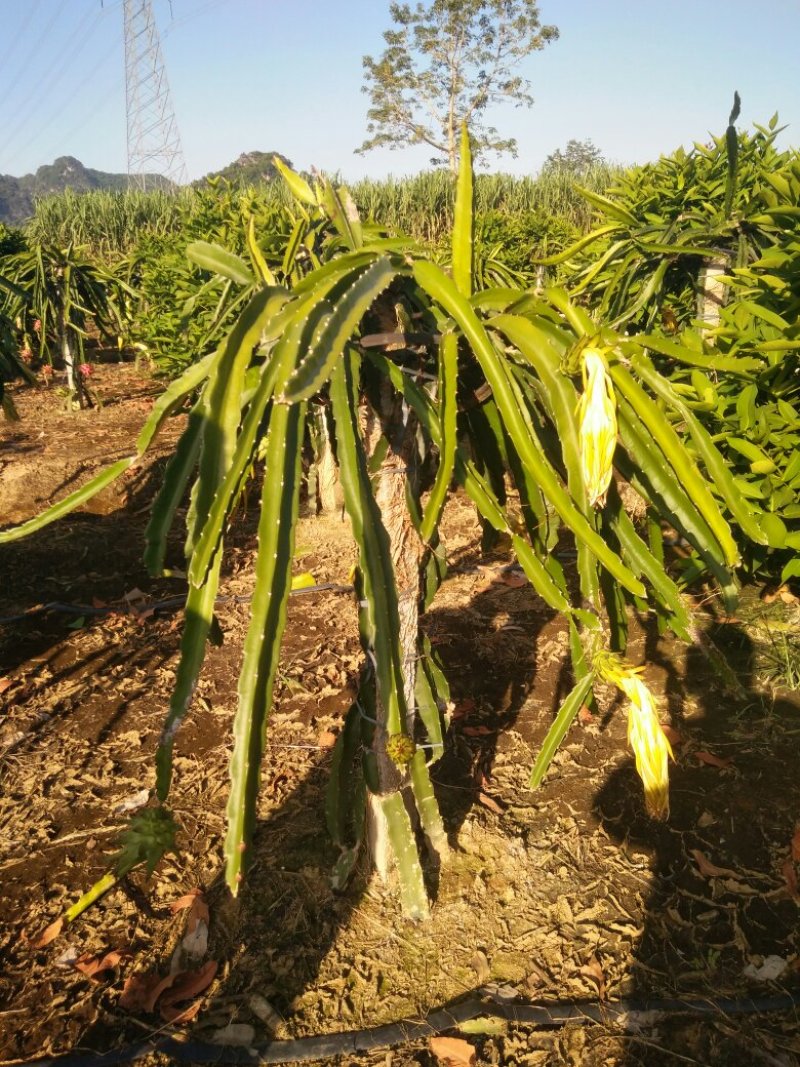 金都一号红心火龙果种苗
