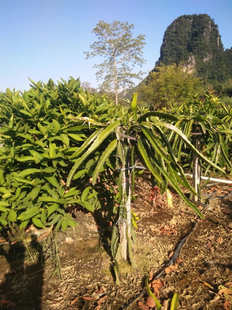 金都一号红心火龙果种苗