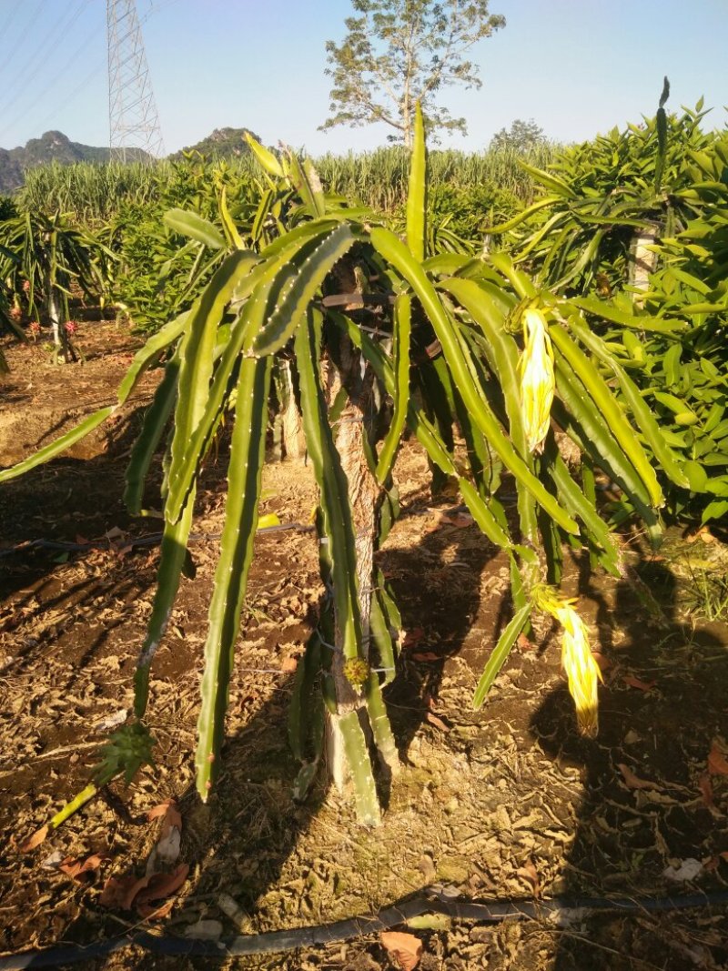 金都一号红心火龙果种苗