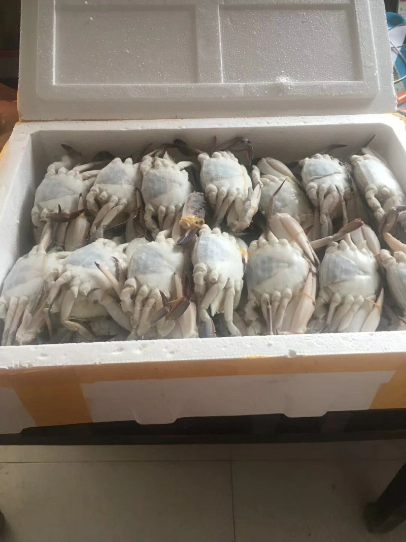 梭子蟹