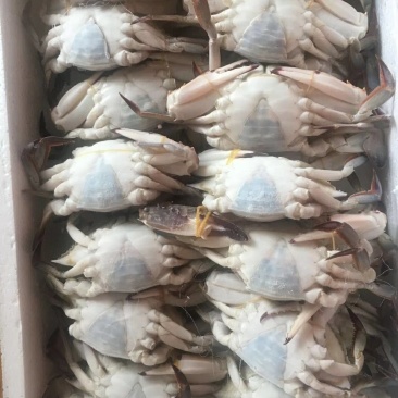 梭子蟹