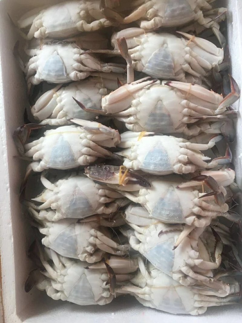 梭子蟹