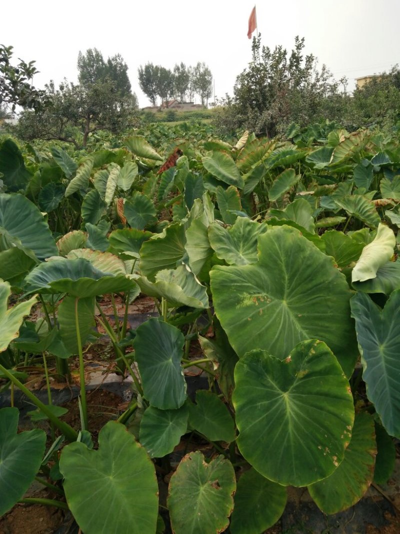 毛芋头