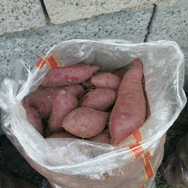 毛芋头