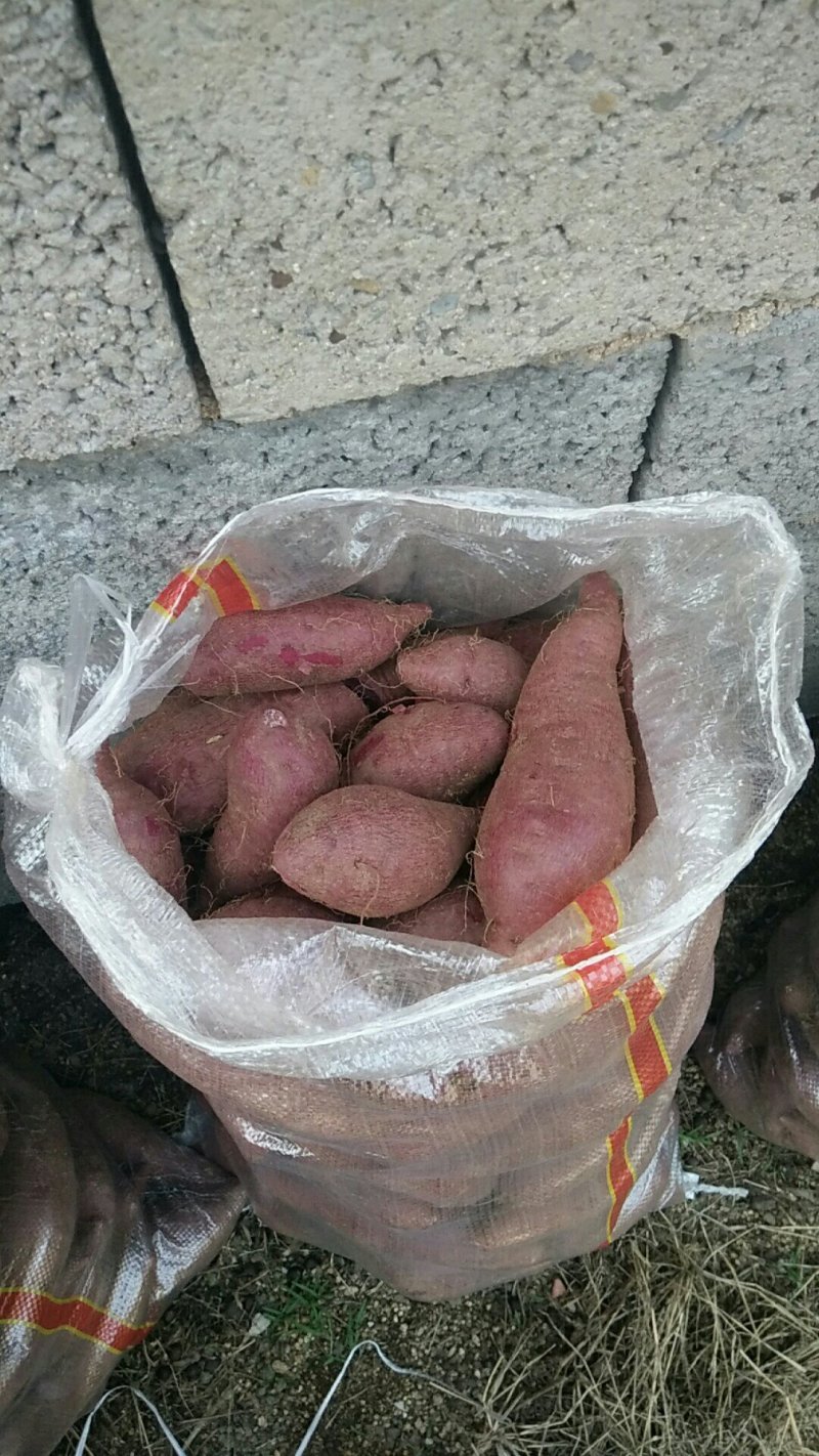 毛芋头