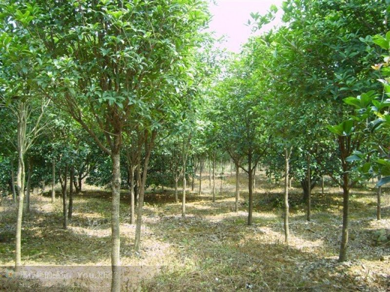 桂花树苗，品质好，成活率高，价格低，量大价格优惠。