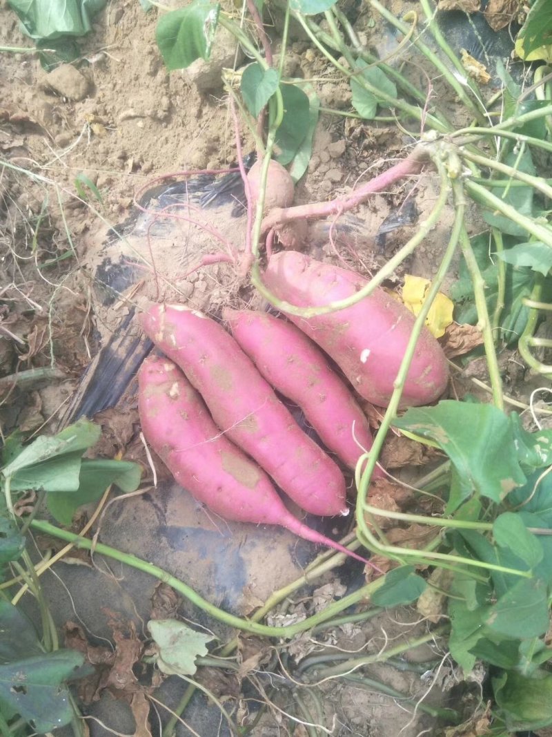 内蒙古通辽沙漠红薯种基地，商薯，济薯26烟薯25西瓜红