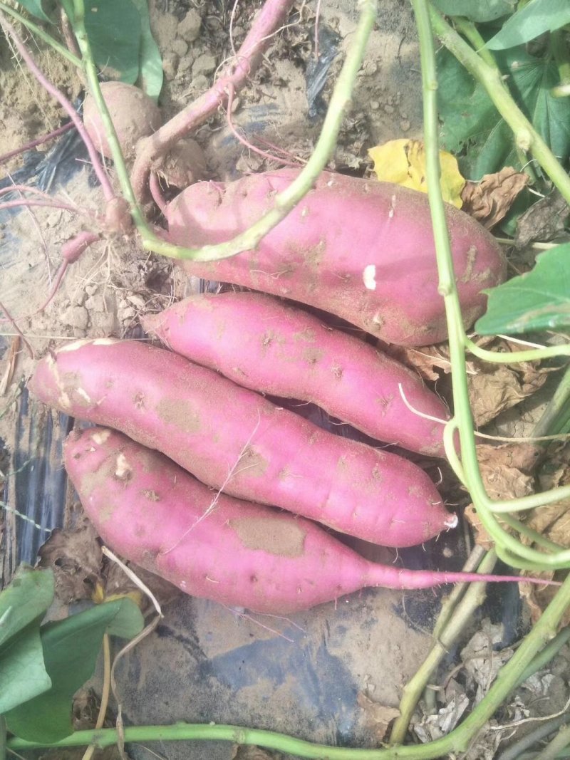 内蒙古通辽沙漠红薯种基地，商薯，济薯26烟薯25西瓜红