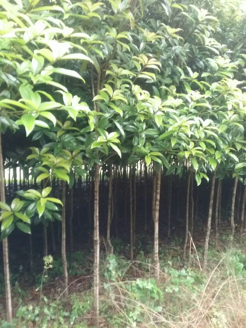 桂花树苗，品质好，成活率高，价格低，量大价格优惠。