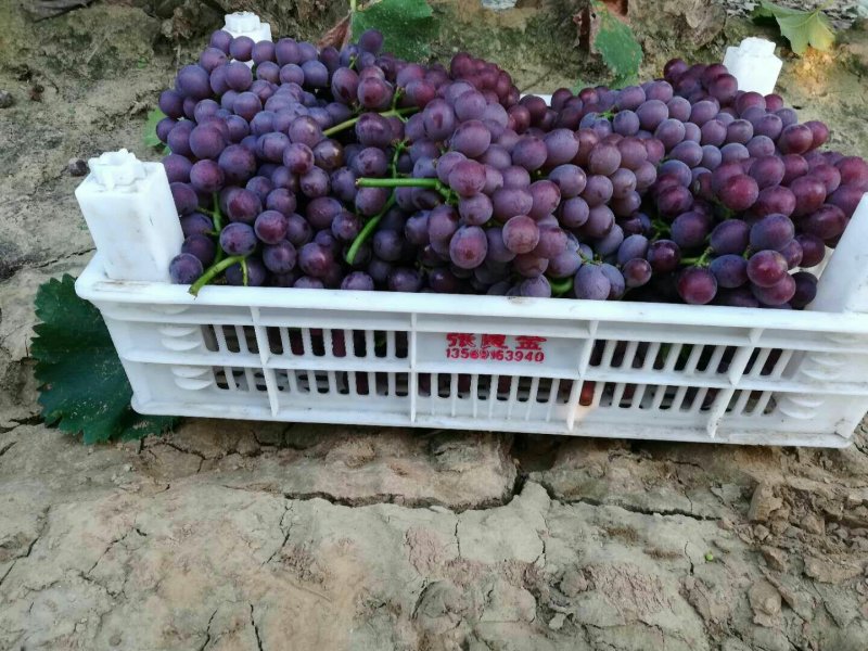 巨峰葡萄，二茬果。