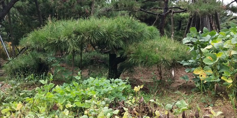 油松