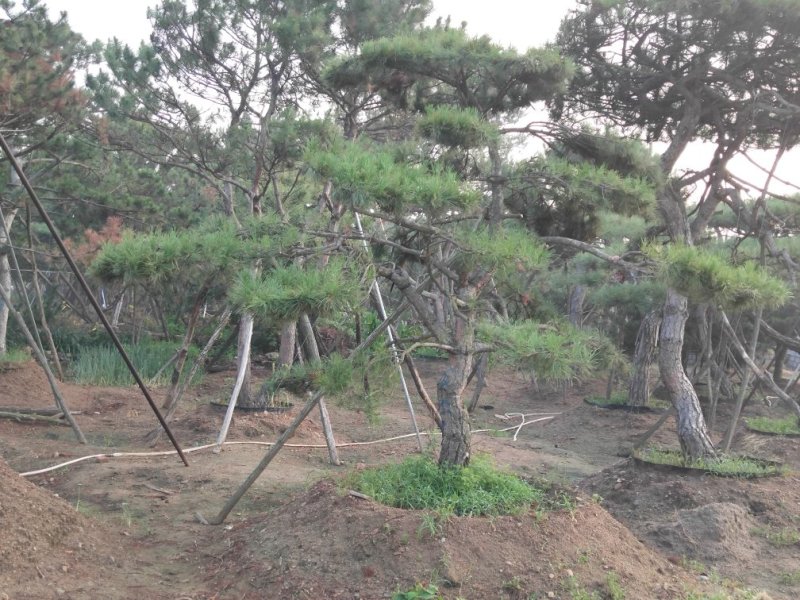 油松