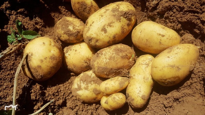 【基地直供】陕北榆林定边县土豆3两以上通货