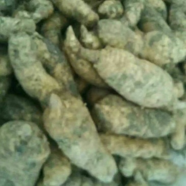 甘肃天麻