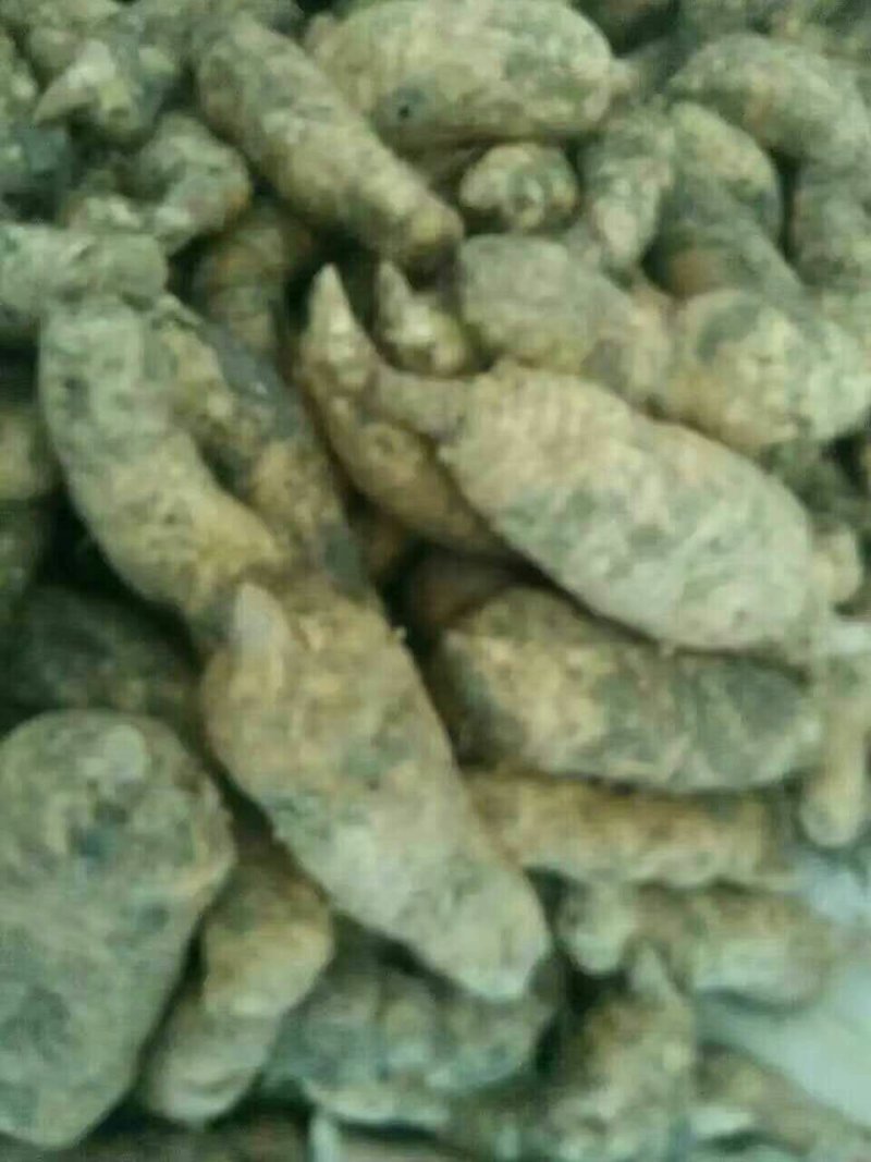 甘肃天麻
