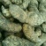 甘肃天麻