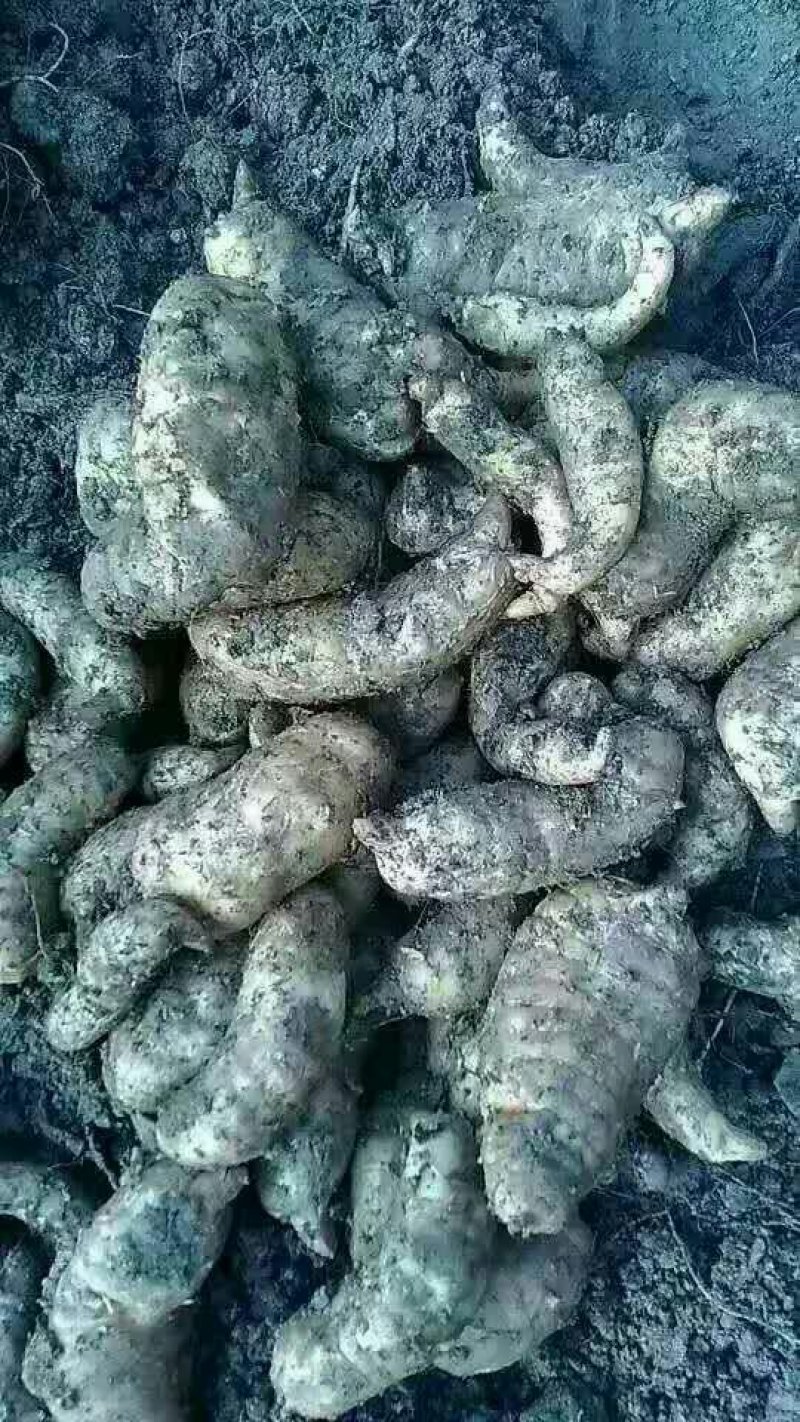 甘肃天麻