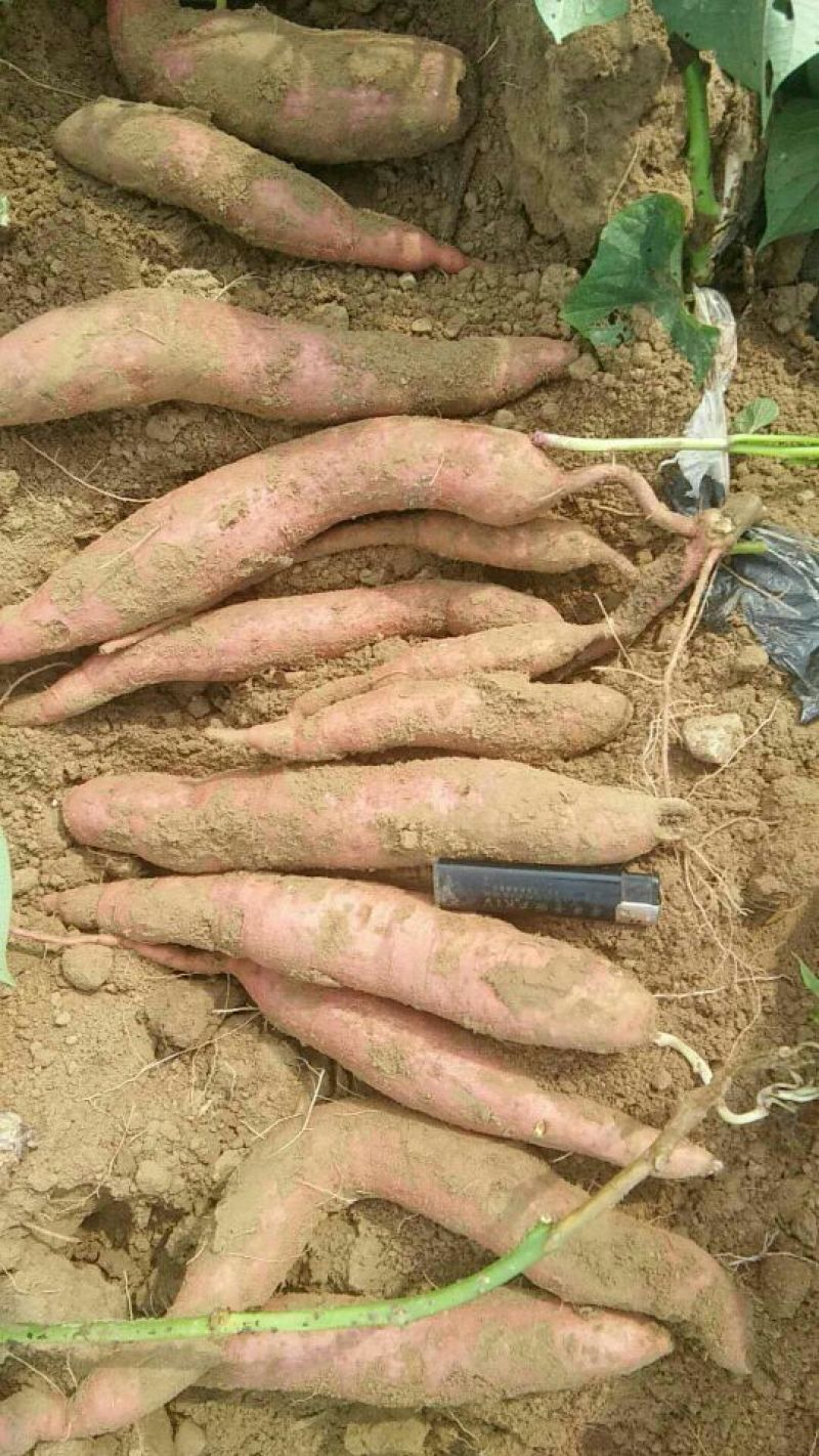 红薯