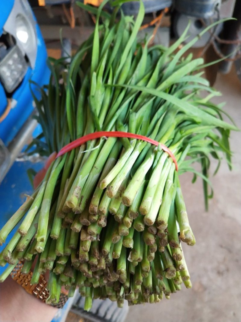 大量优质韭菜