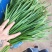 大量优质韭菜