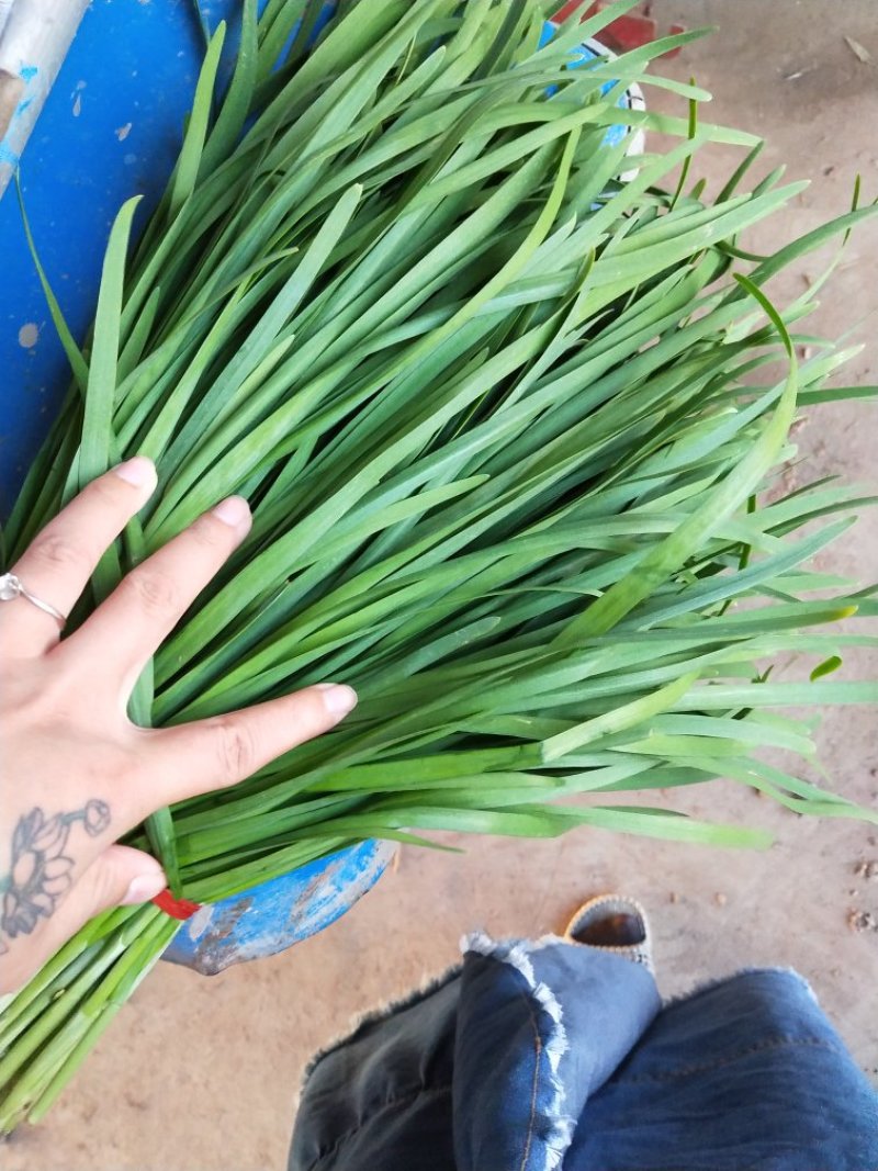 大量优质韭菜